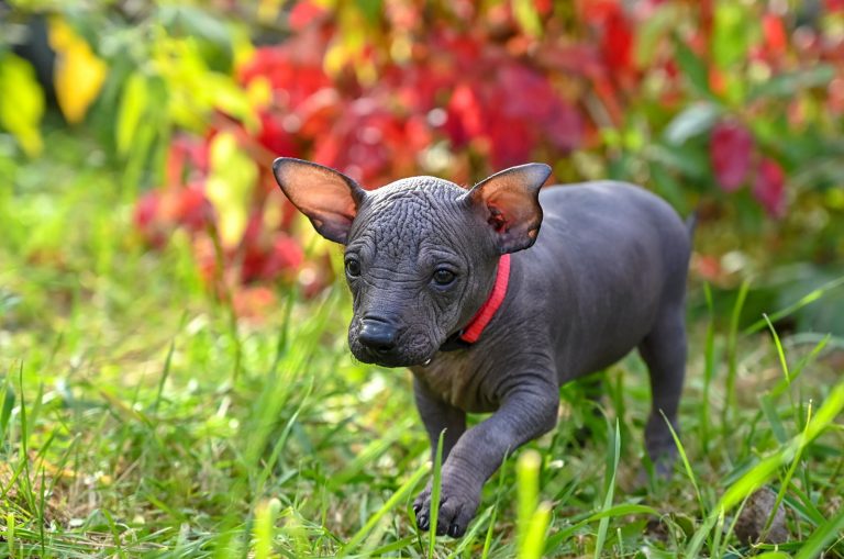Xoloitzcuintli puppy walking on grass