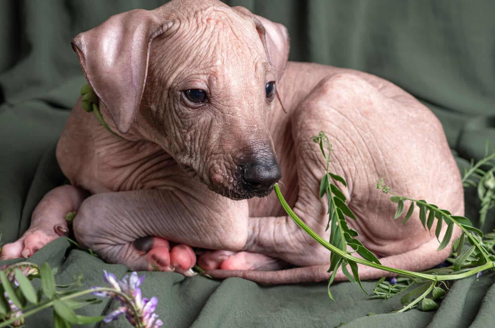 Xoloitzcuintli puppy posing for photo