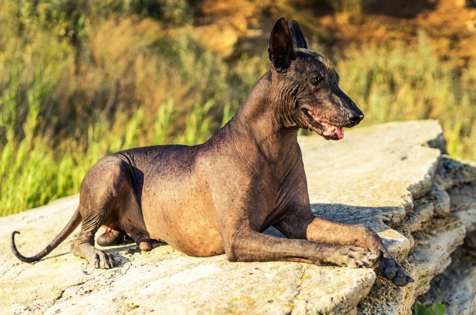 Xoloitzcuintli Cost How Much Will These Puppies Cost You?