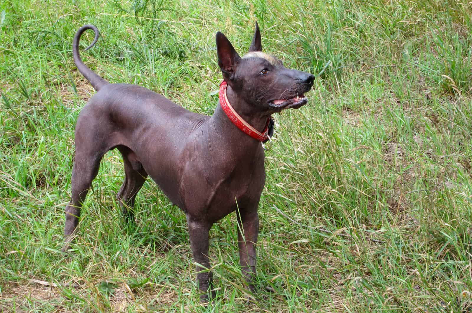 Xoloitzcuintli standing on grass