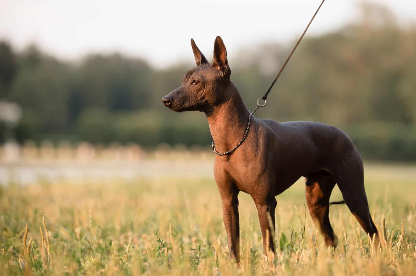 Xoloitzcuintli standing outside