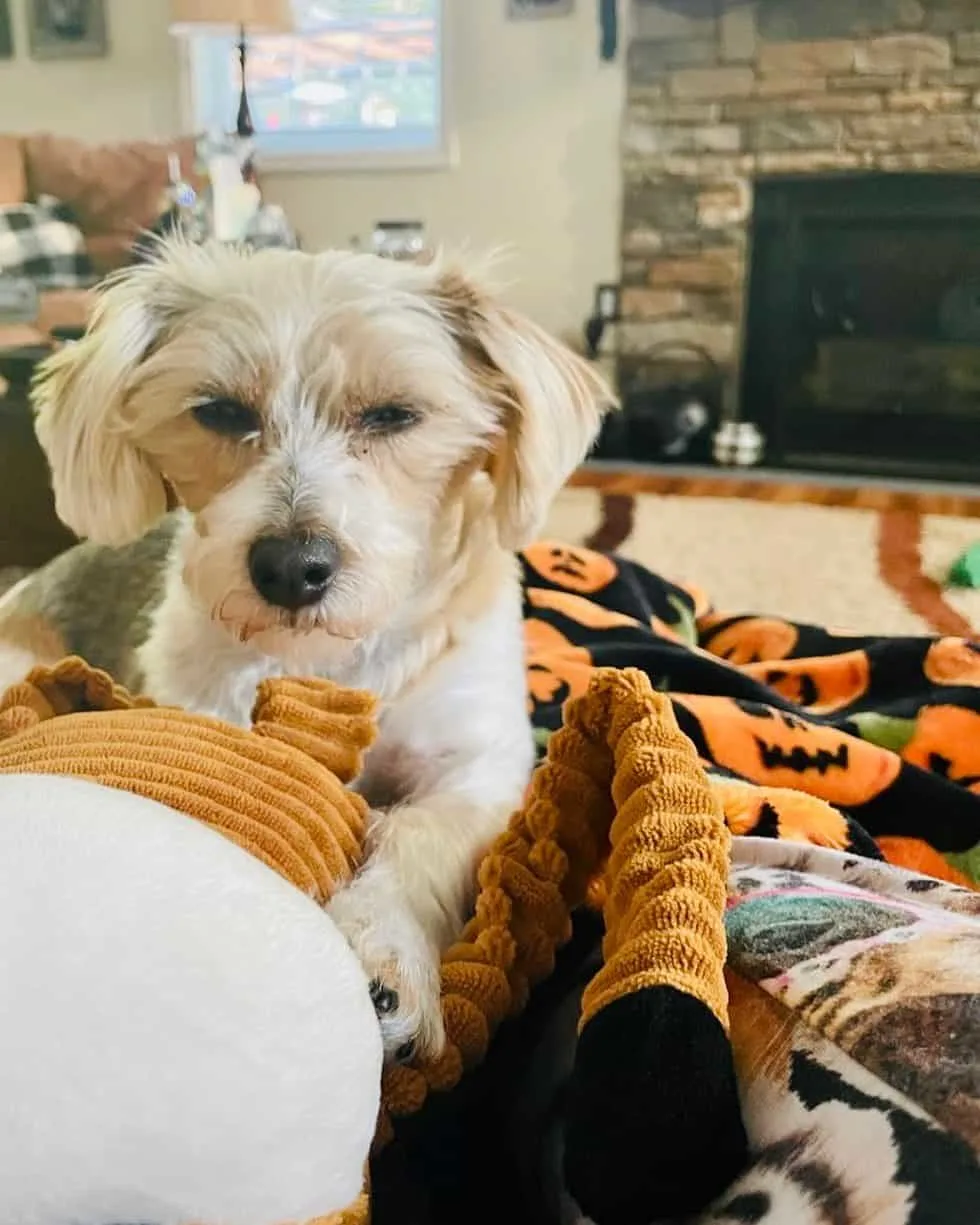 Yorkie Jack Russell mix playing in living room