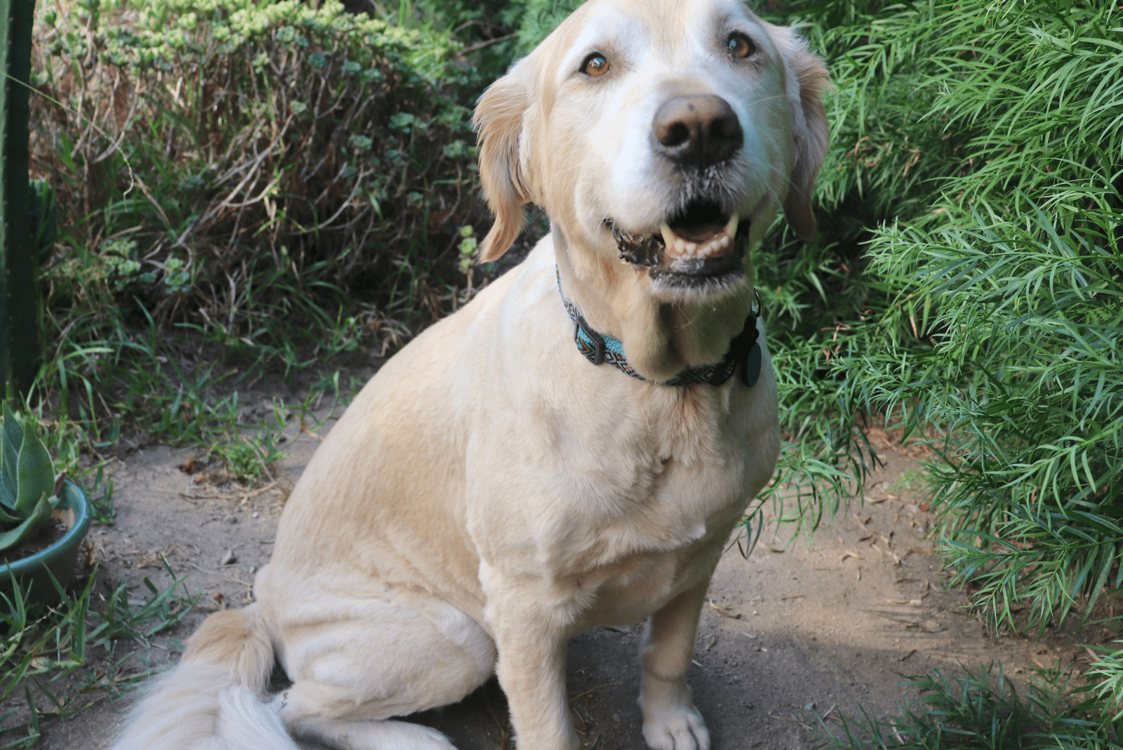 a beautiful Golden Retriever