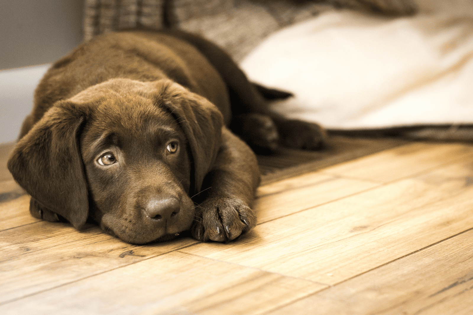 a beautiful dog sleeps on the floor