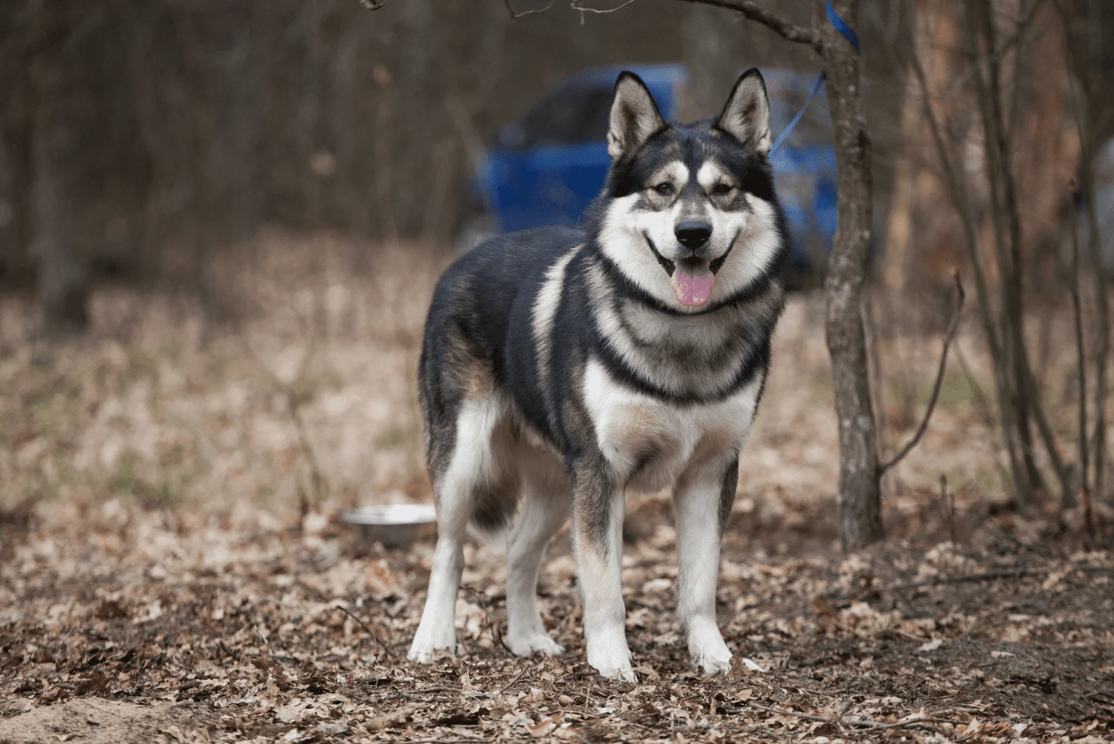 a beautiful husky is standing in the forest
