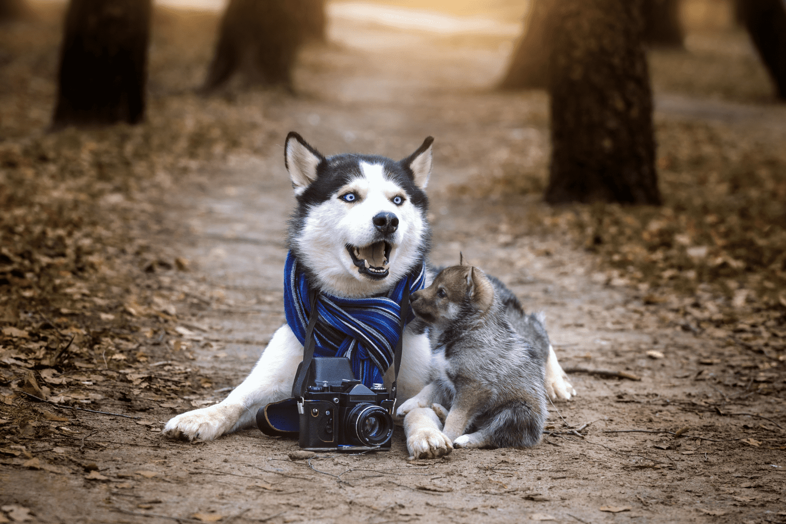 a beautiful husky lies in the forest