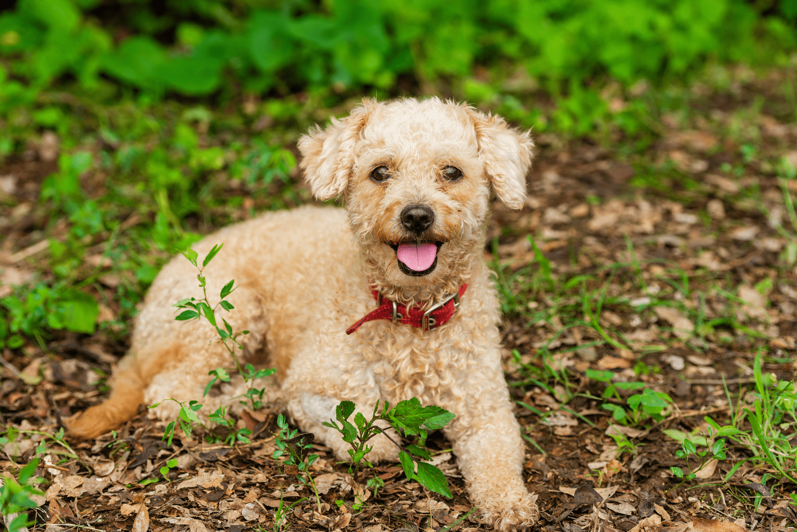 a beautiful poodle lies in the forest