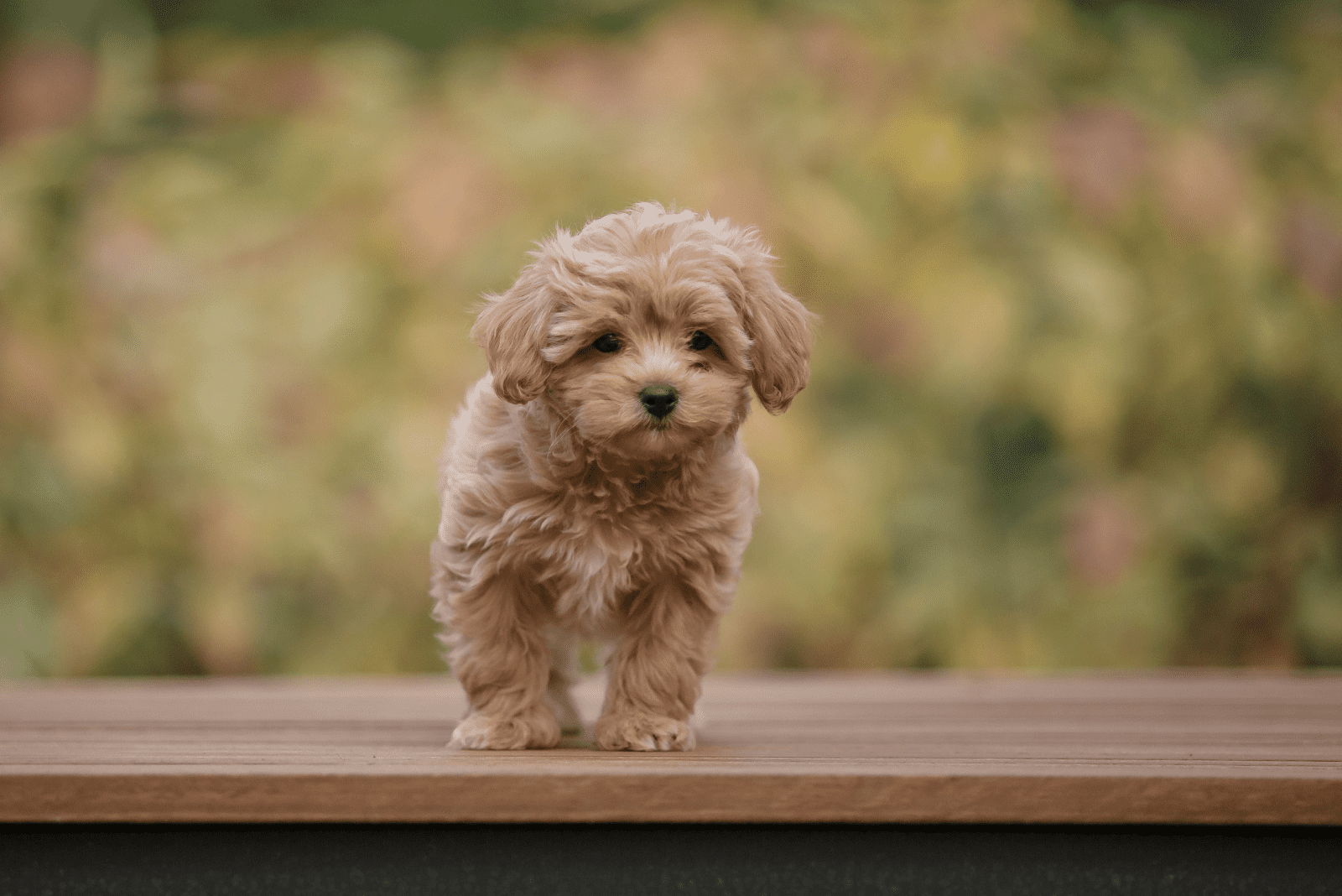 a beautiful poodle walks on the pier