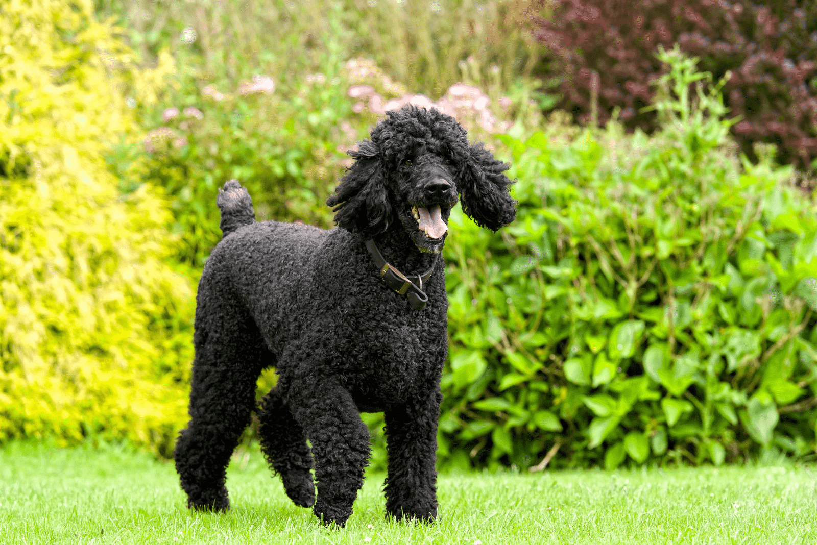 a black poodle is standing in a meadow