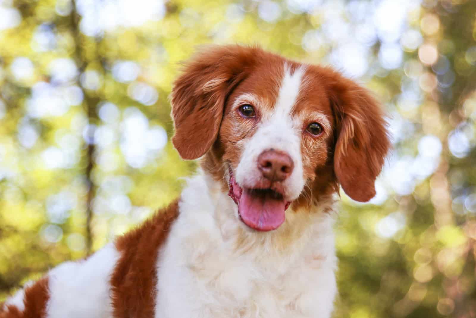 a brittany spaniel smiling at the camera