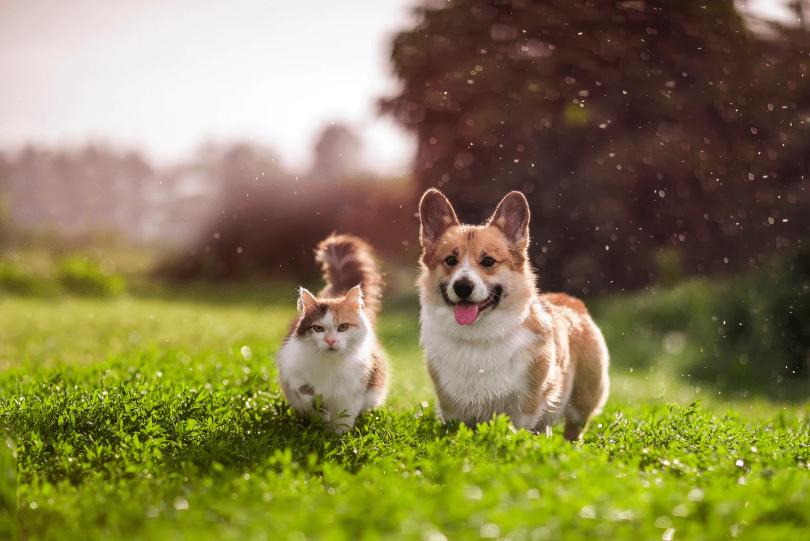 a dog and a cat are walking in the field