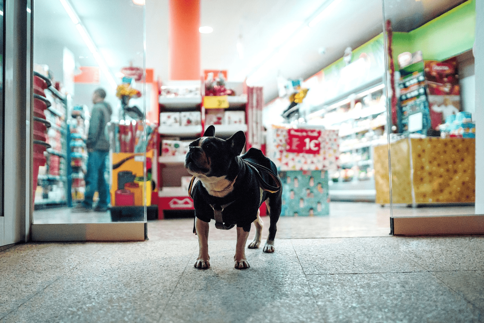 a dog in a shop