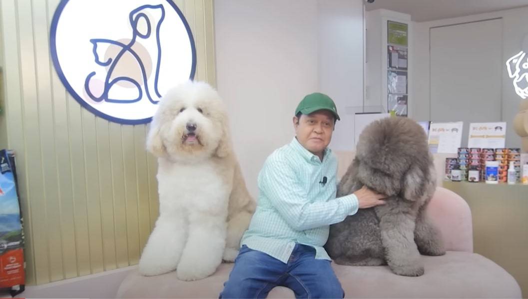 a man sits on a couch with two Giant Poodles