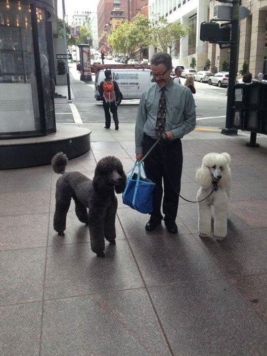 a man walks with Giant Poodles on a leash