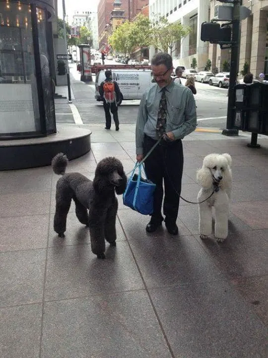 a man walks with Giant Poodles on a leash