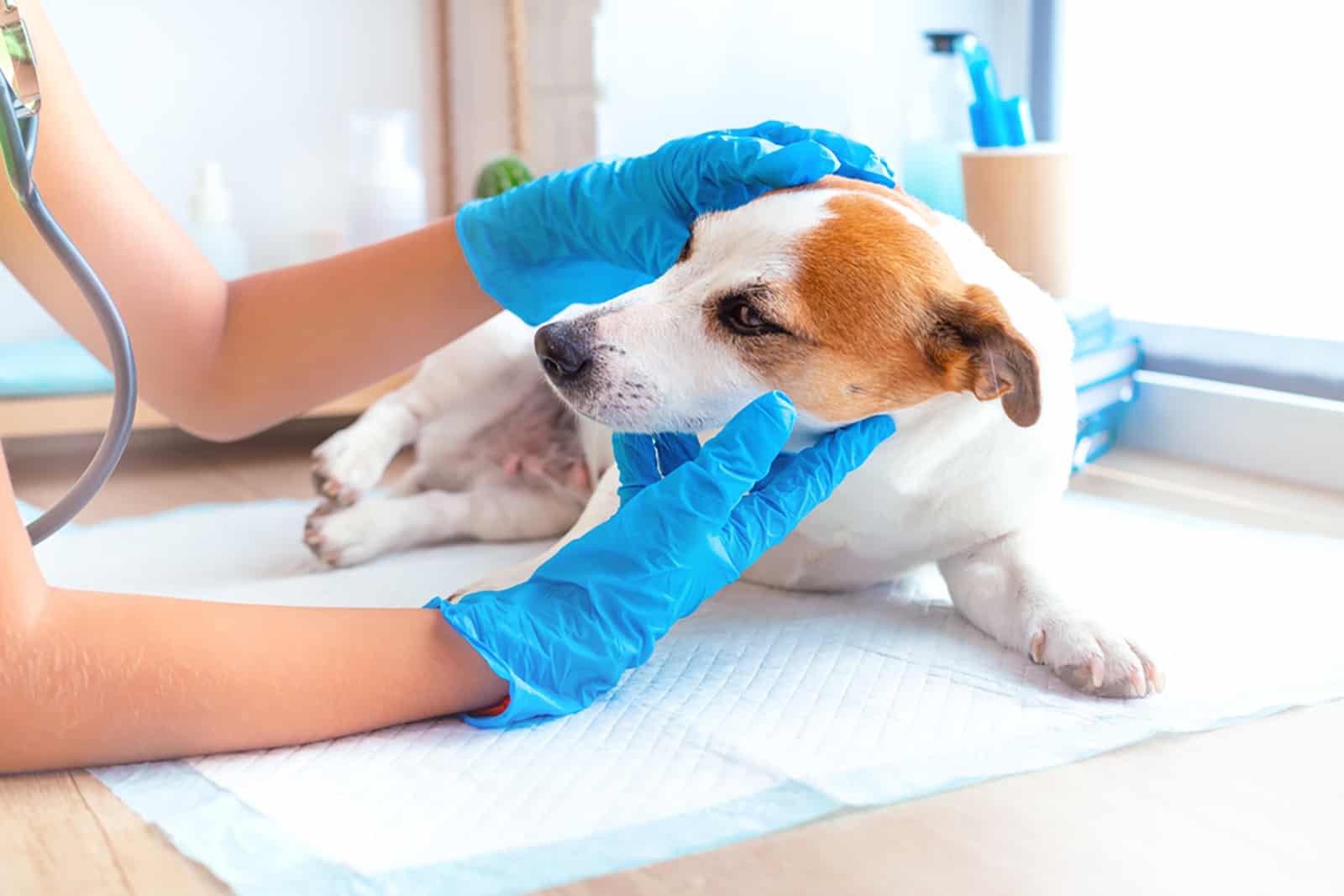 a veterinarian examines dog jack russell terrier