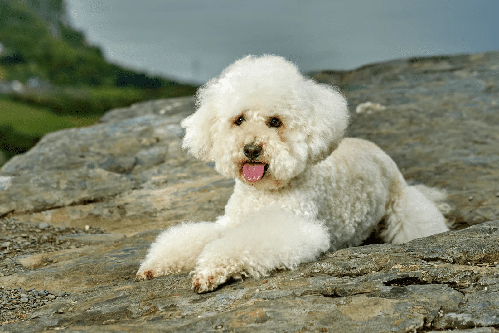 a white poodle is lying on a stone