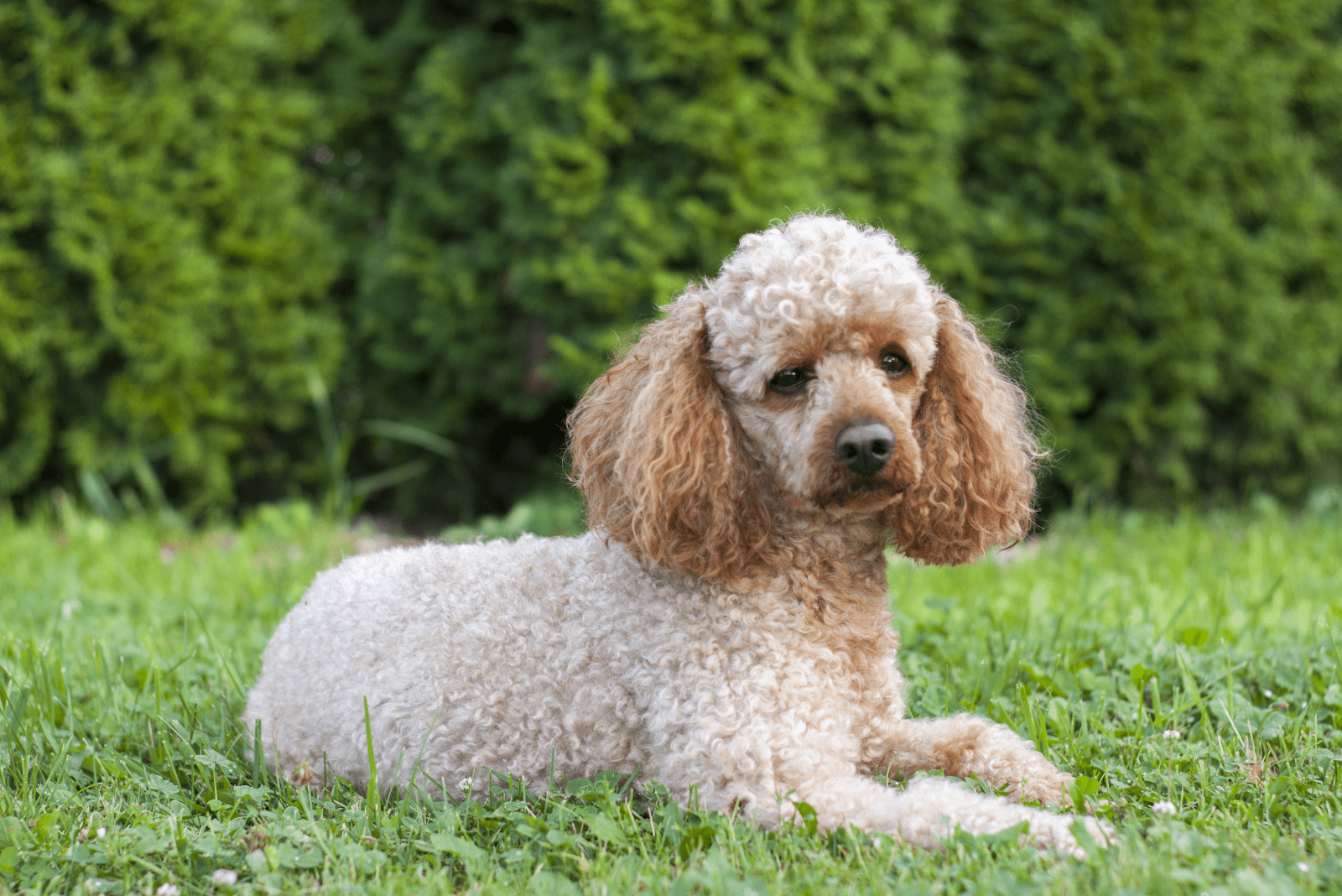 a white poodle is sitting in the park