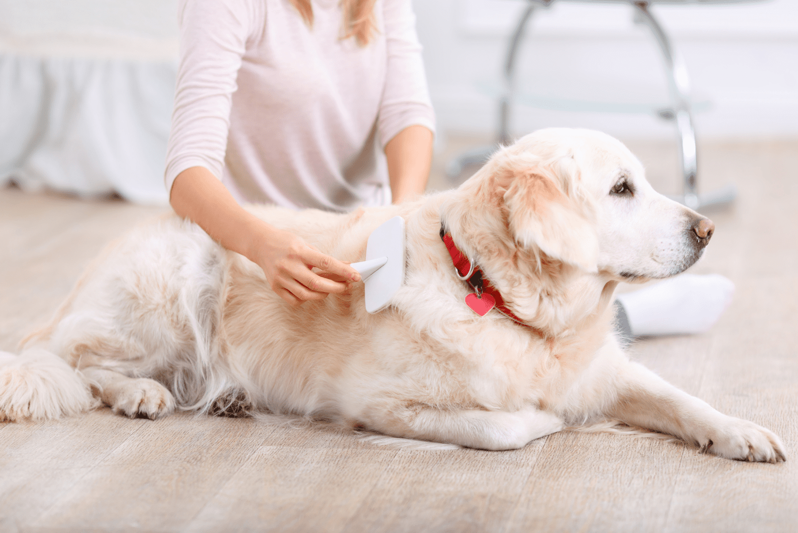 a woman brushes a dog