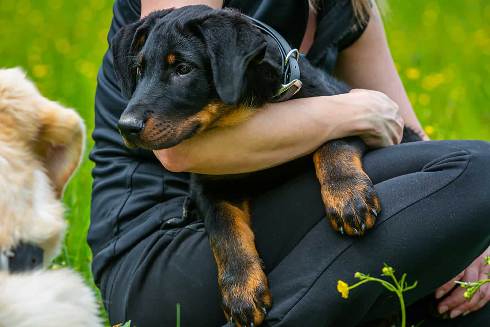 a woman holding beauceron puppy in the arms