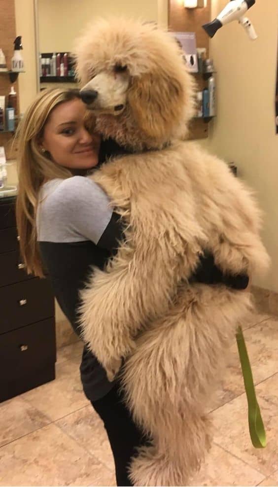 a woman holds a Giant Poodle in her arms