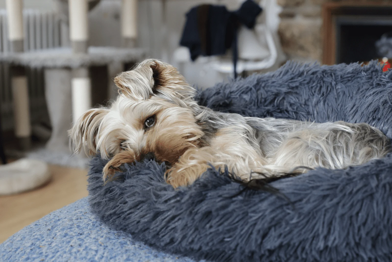 a yorkie puppy lies on a pillow