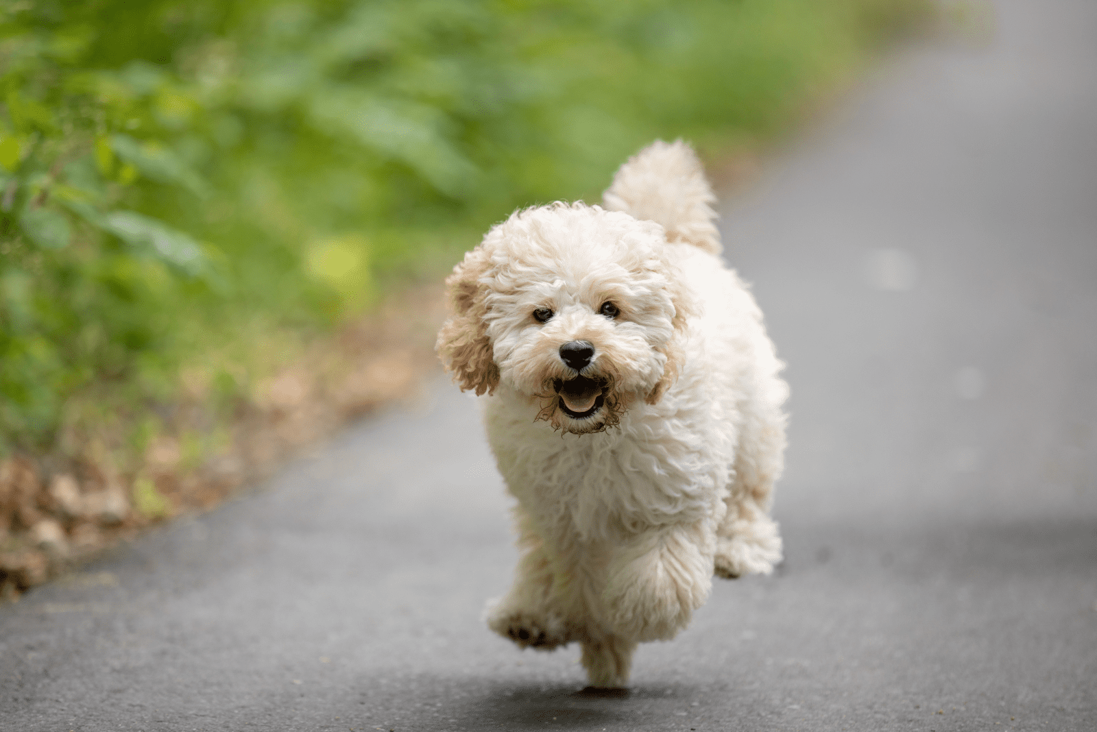 adorable Maltipoo running on the road
