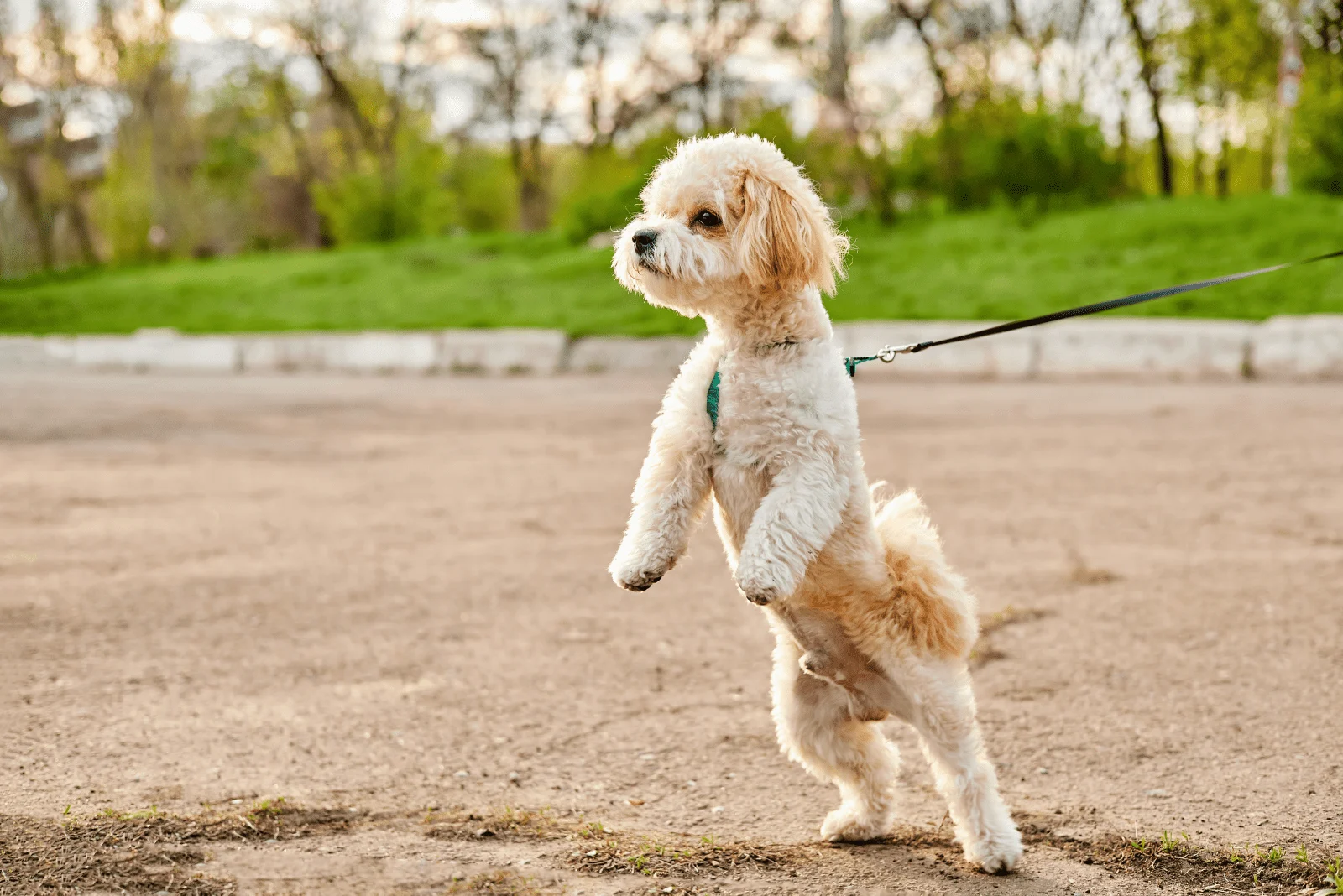 adorable Maltipoo standing on a leash