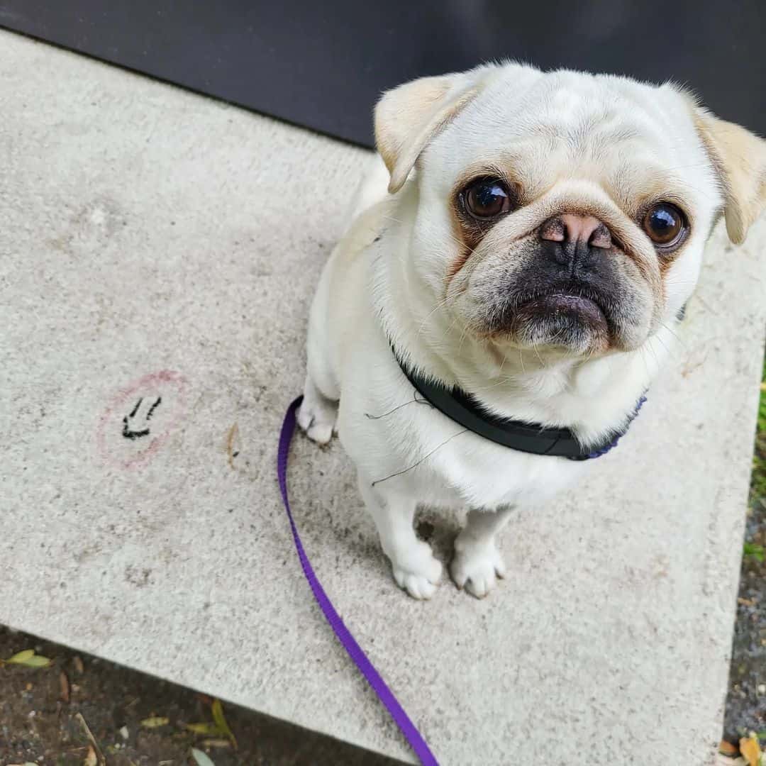 adorable White Pug sitting on the sidewalk