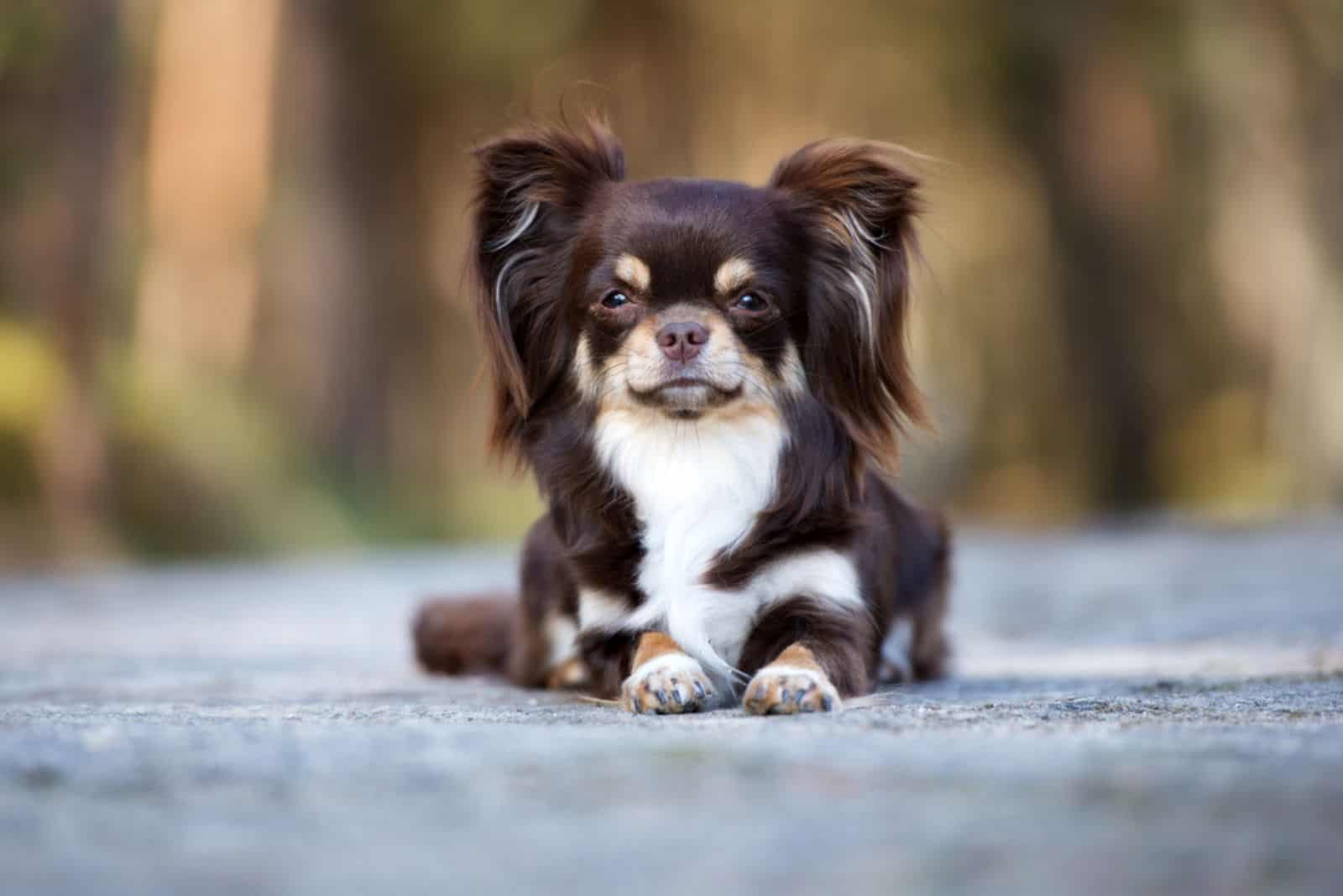 adorable brown chihuahua dog lying down outdoors