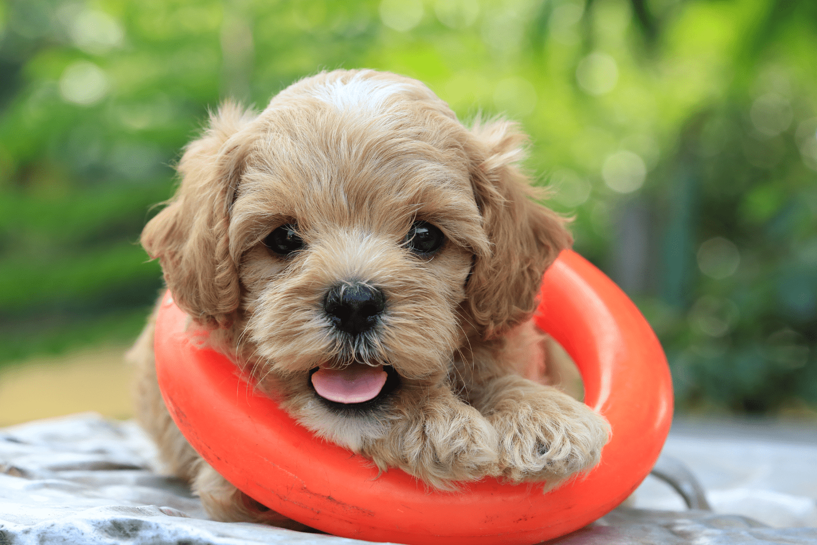 adorable brown poodle is playing