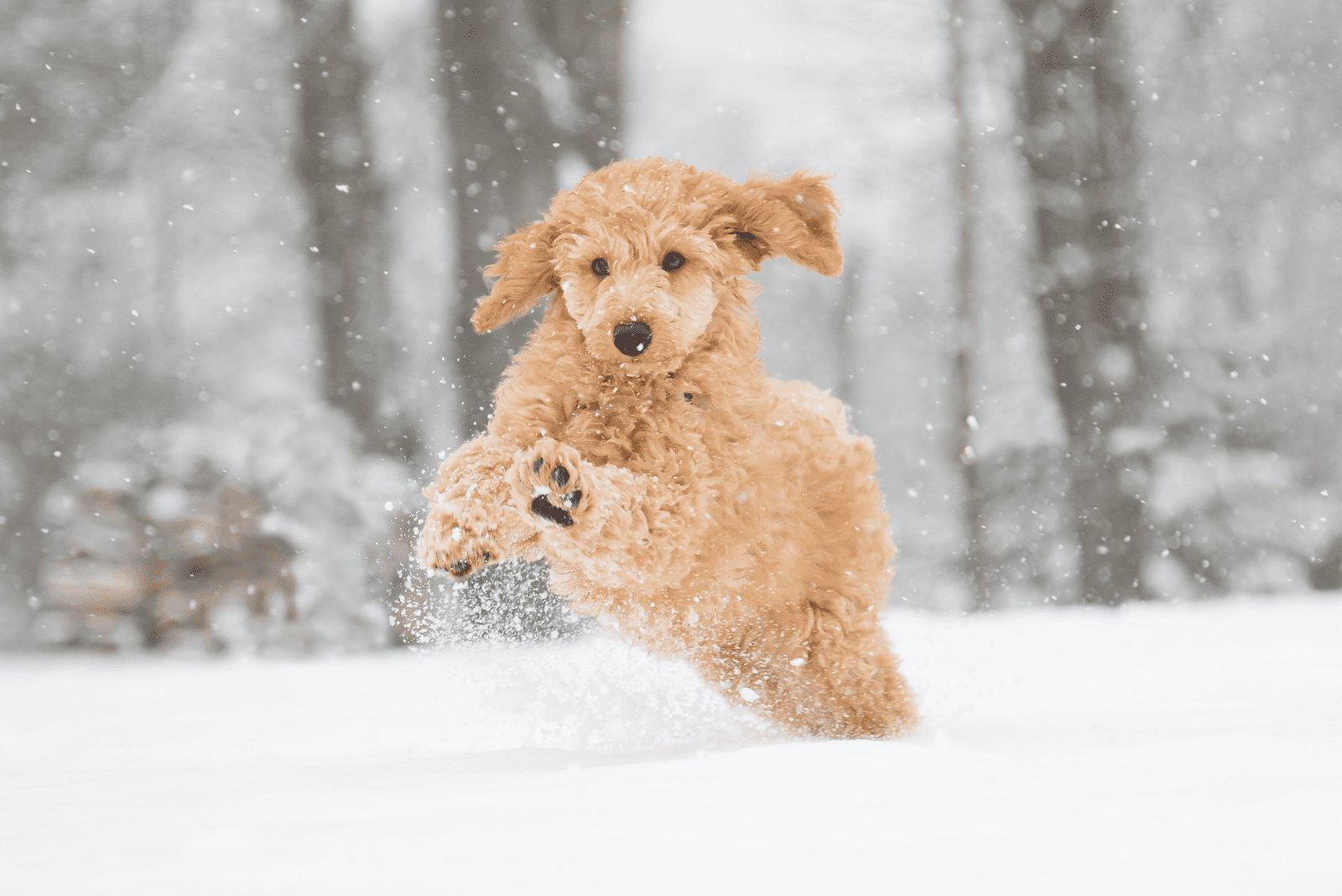 adorable brown poodle running in the snow