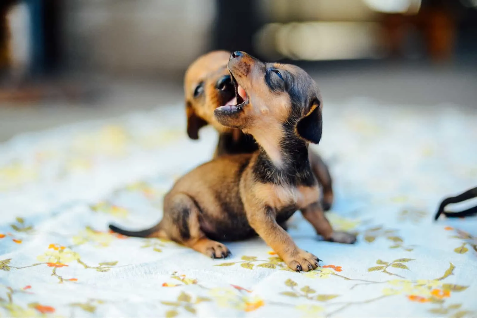 adorable dachshund puppies playing on the floor