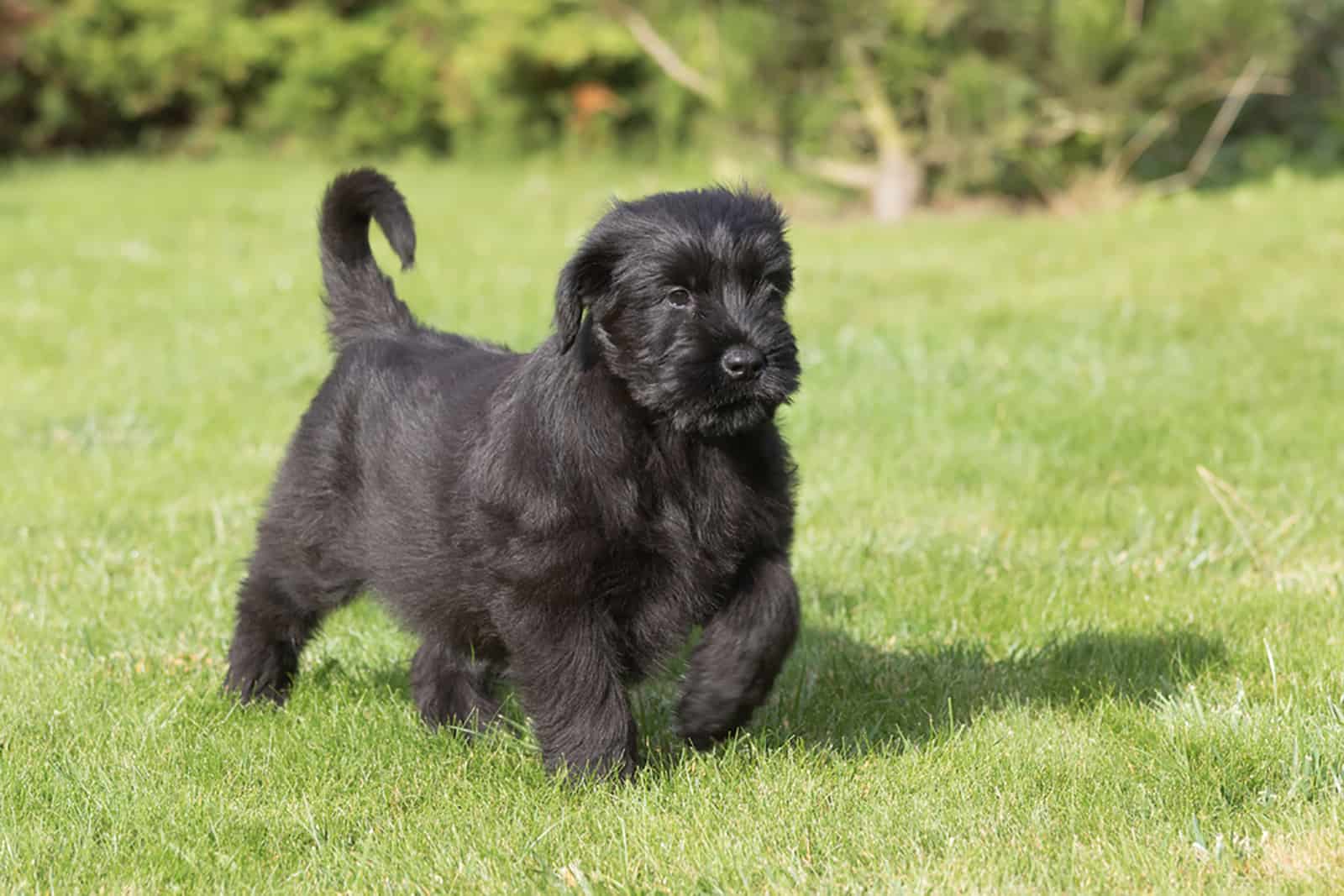 adorable giant schnauzer puppy walking on the lawn