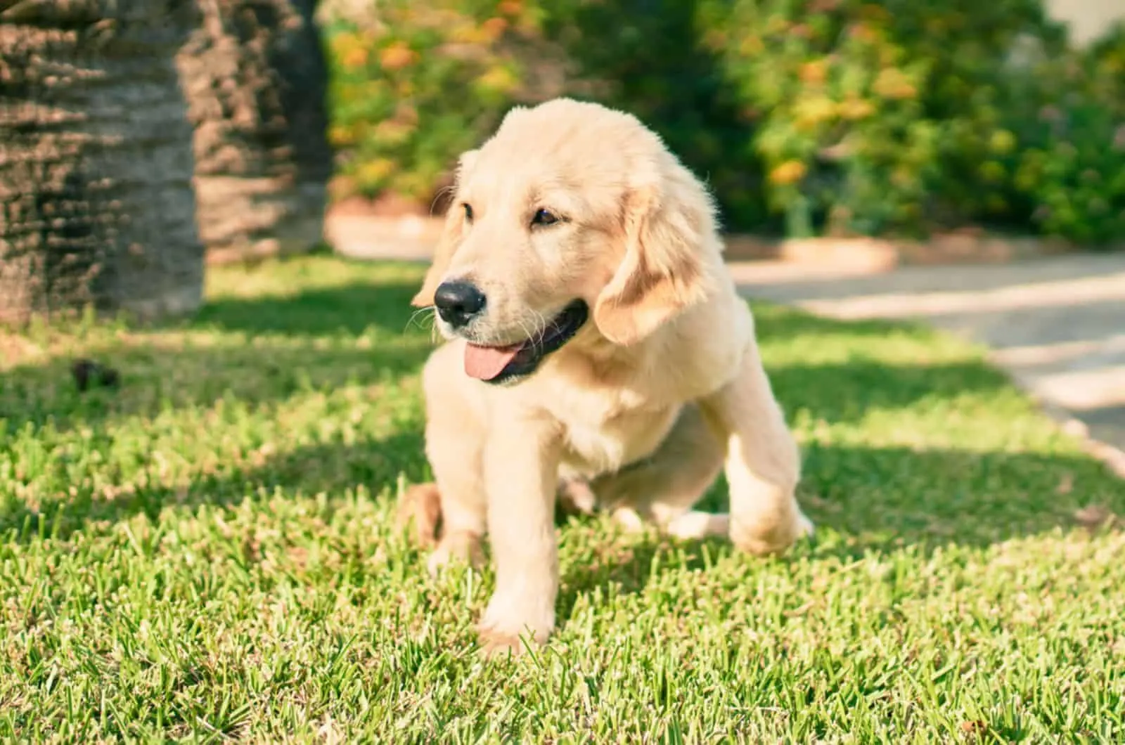 adorable golden retriever puppy sitting on the lawn