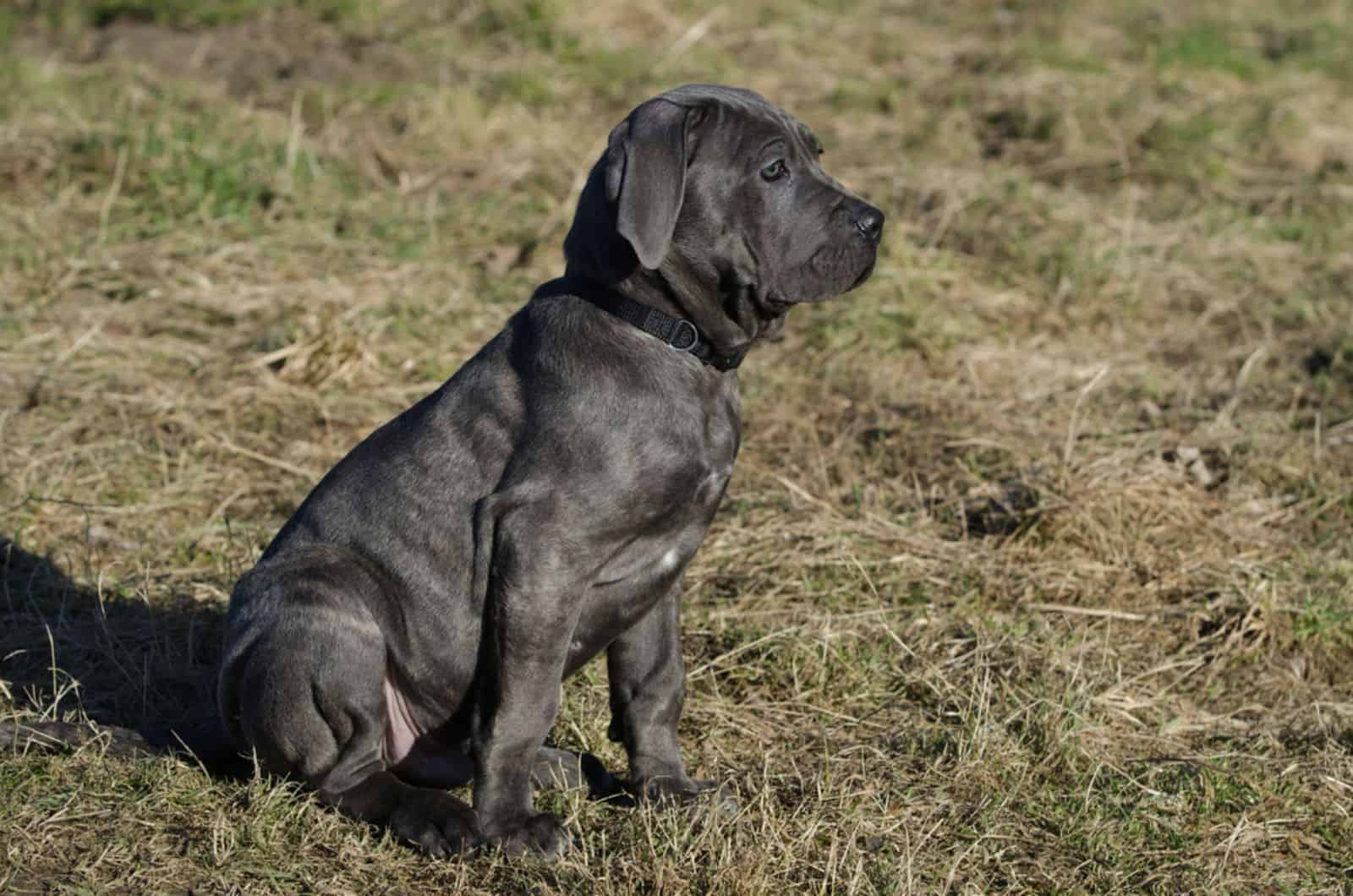 adorable neapolitan mastiff puppy sitting on the grass