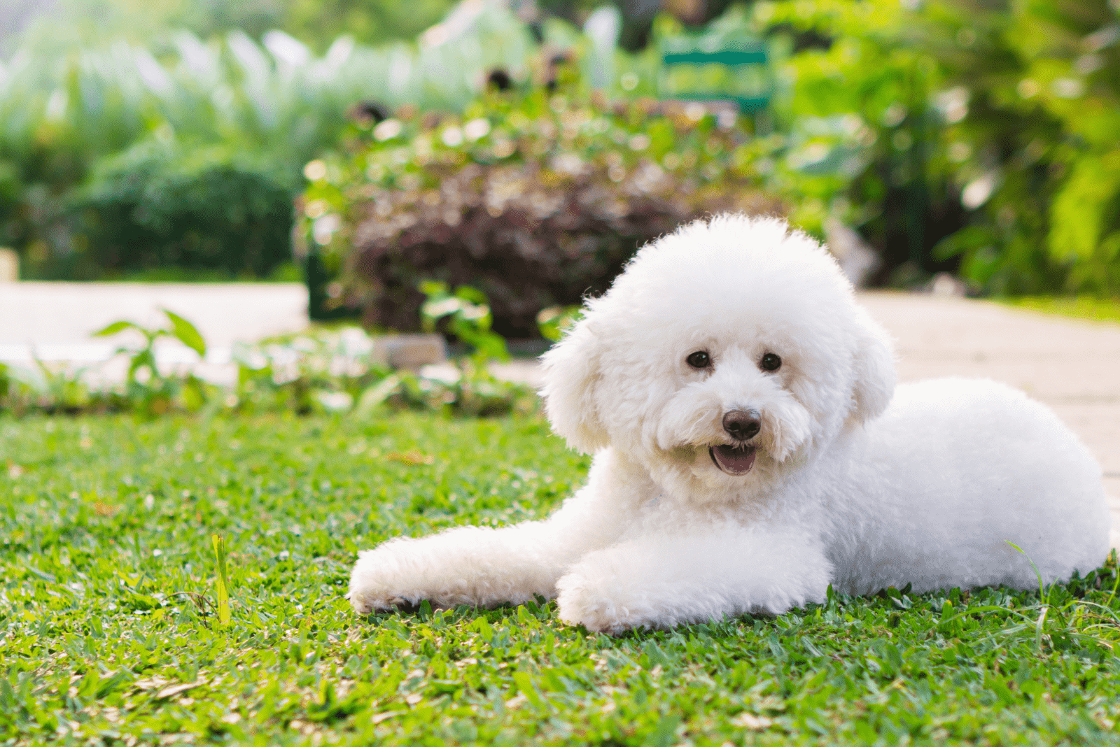 adorable poodle enjoying in the garden