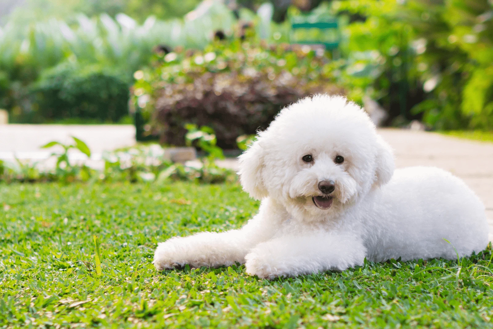 adorable poodle enjoying in the garden