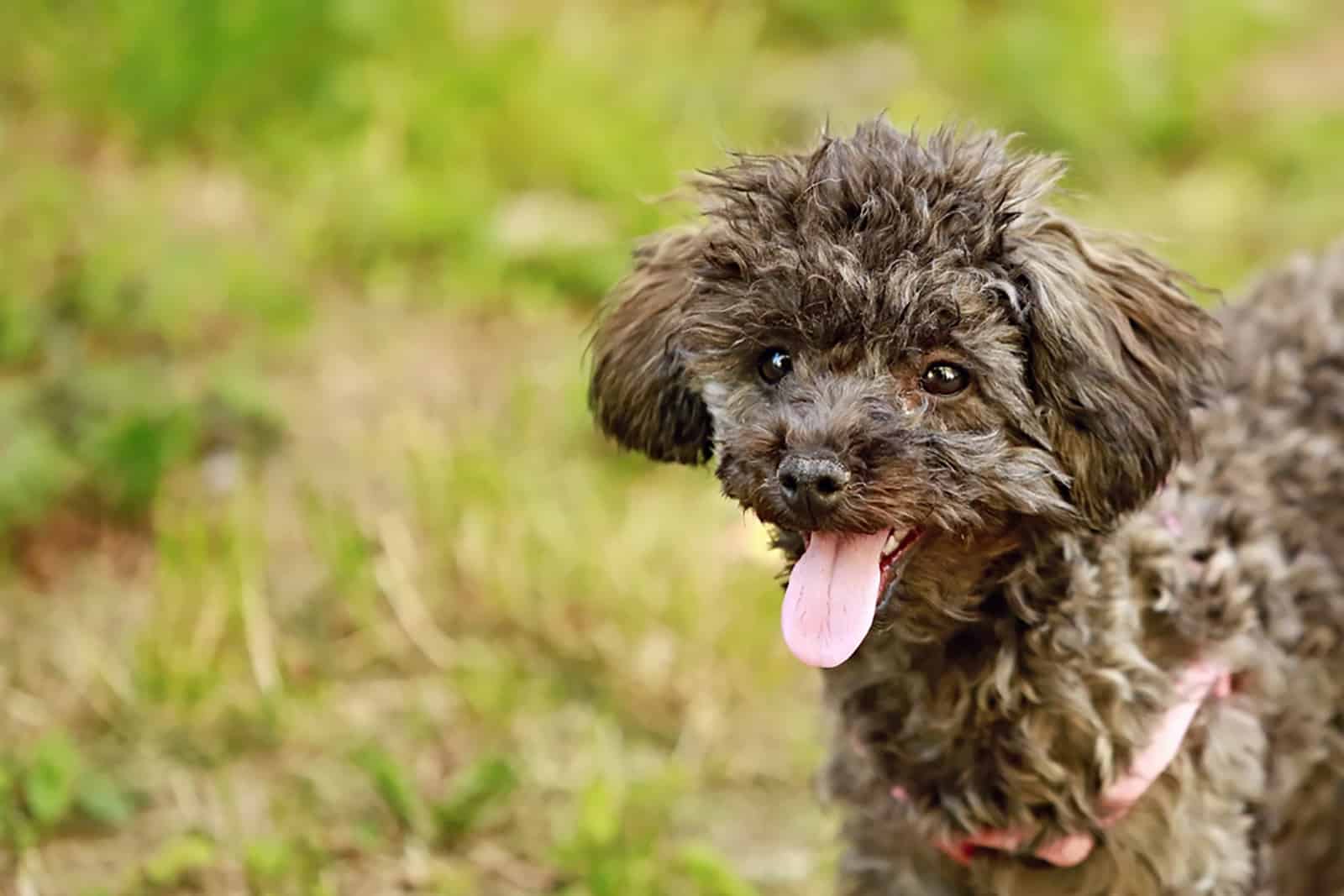 adorable poodle puppy in the park