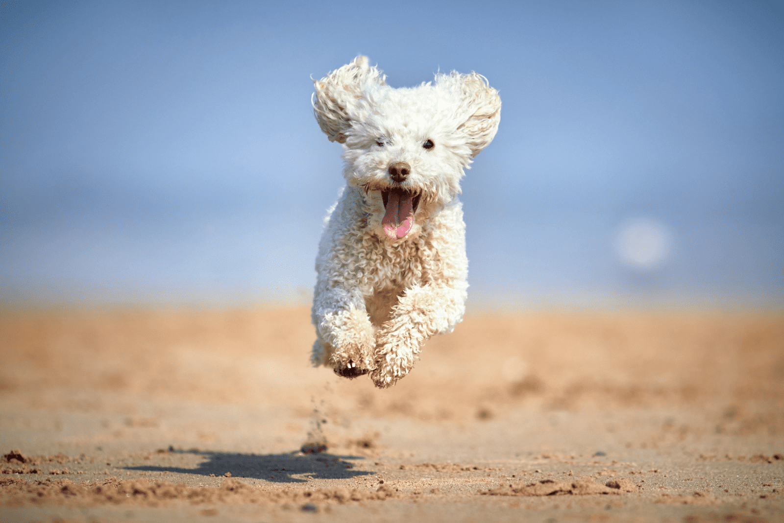 adorable poodle running on the sand