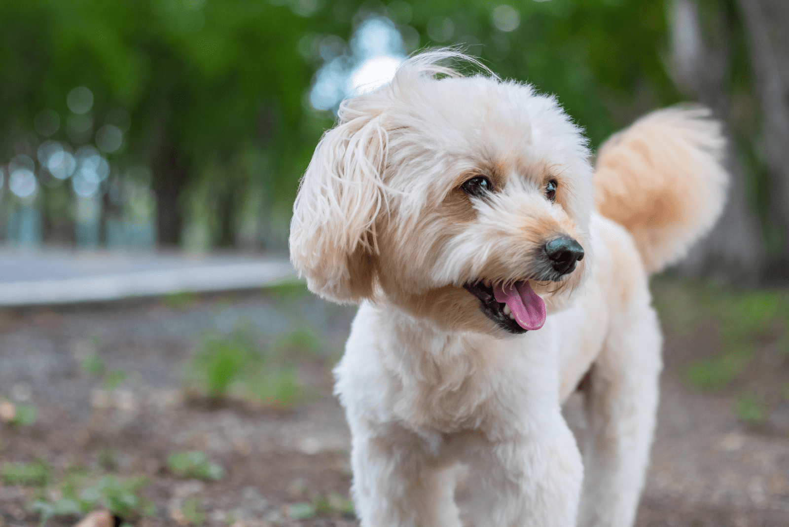 adorable poodle stands and looks around