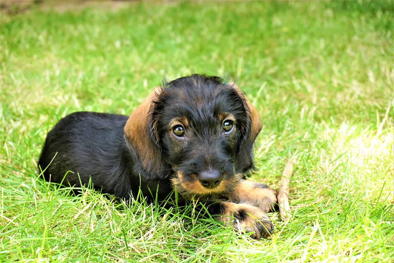 adorable wire haired dachshund puppy lying in the grass