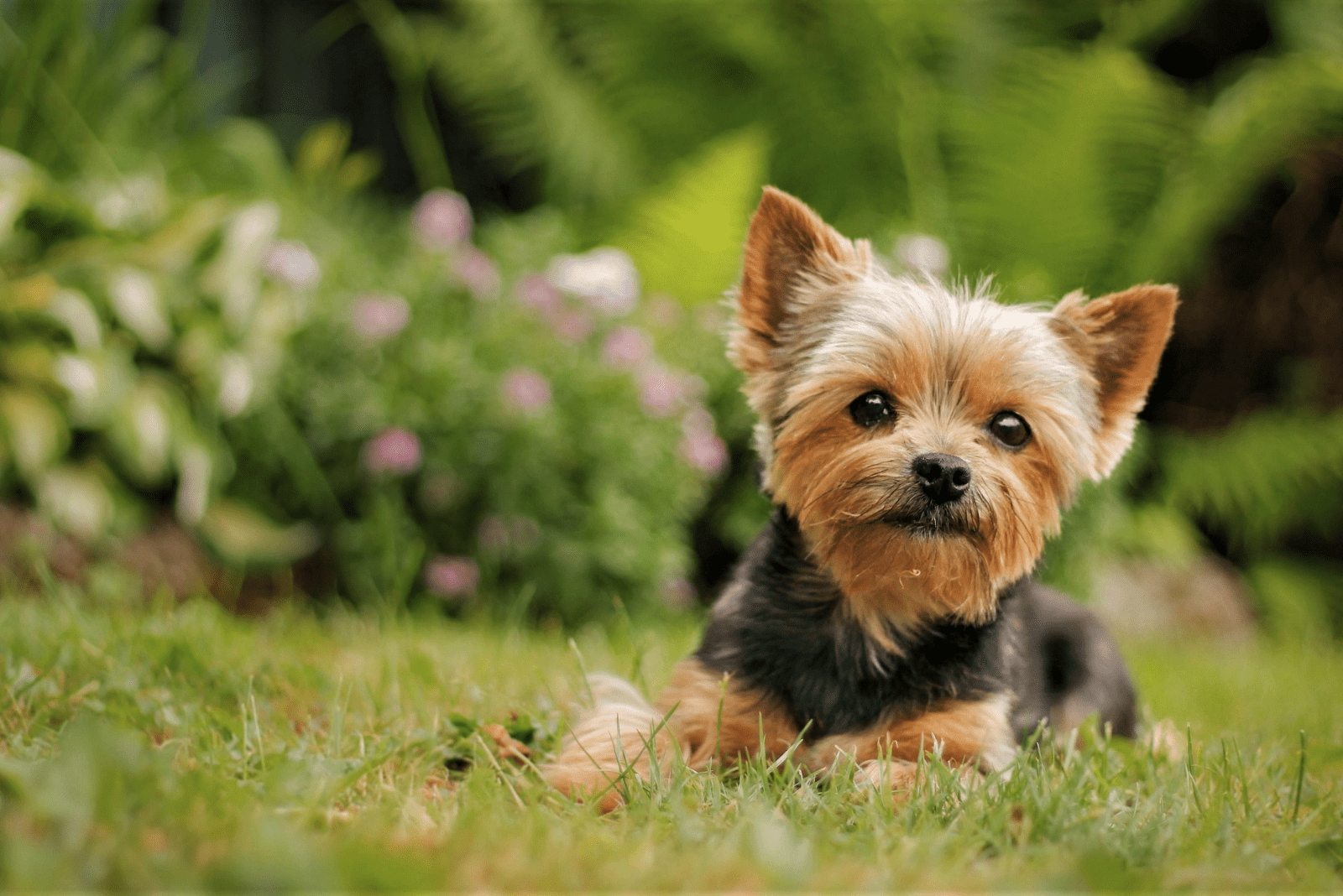 adorable yorkie puppy lying on the grass