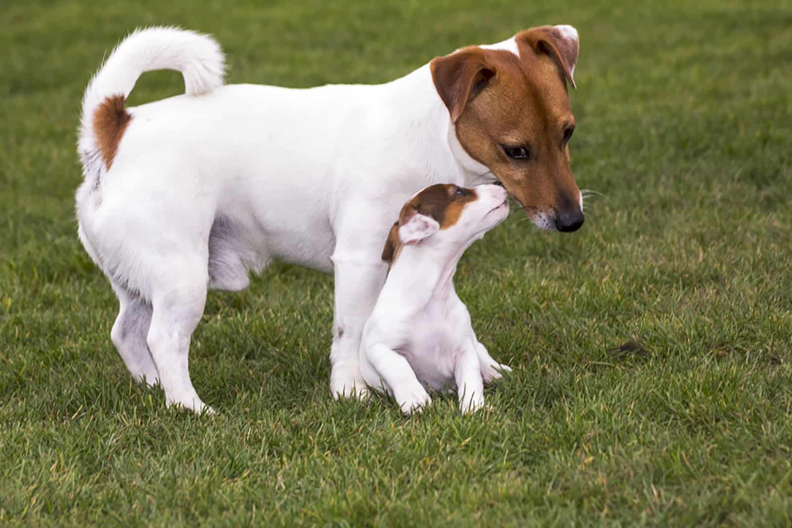 adult and puppy jack russell terrier plying in the park
