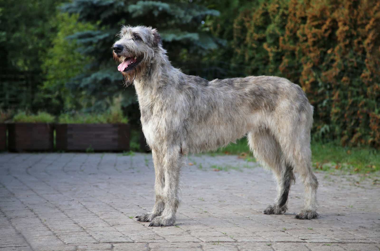 adult irish wolfhound