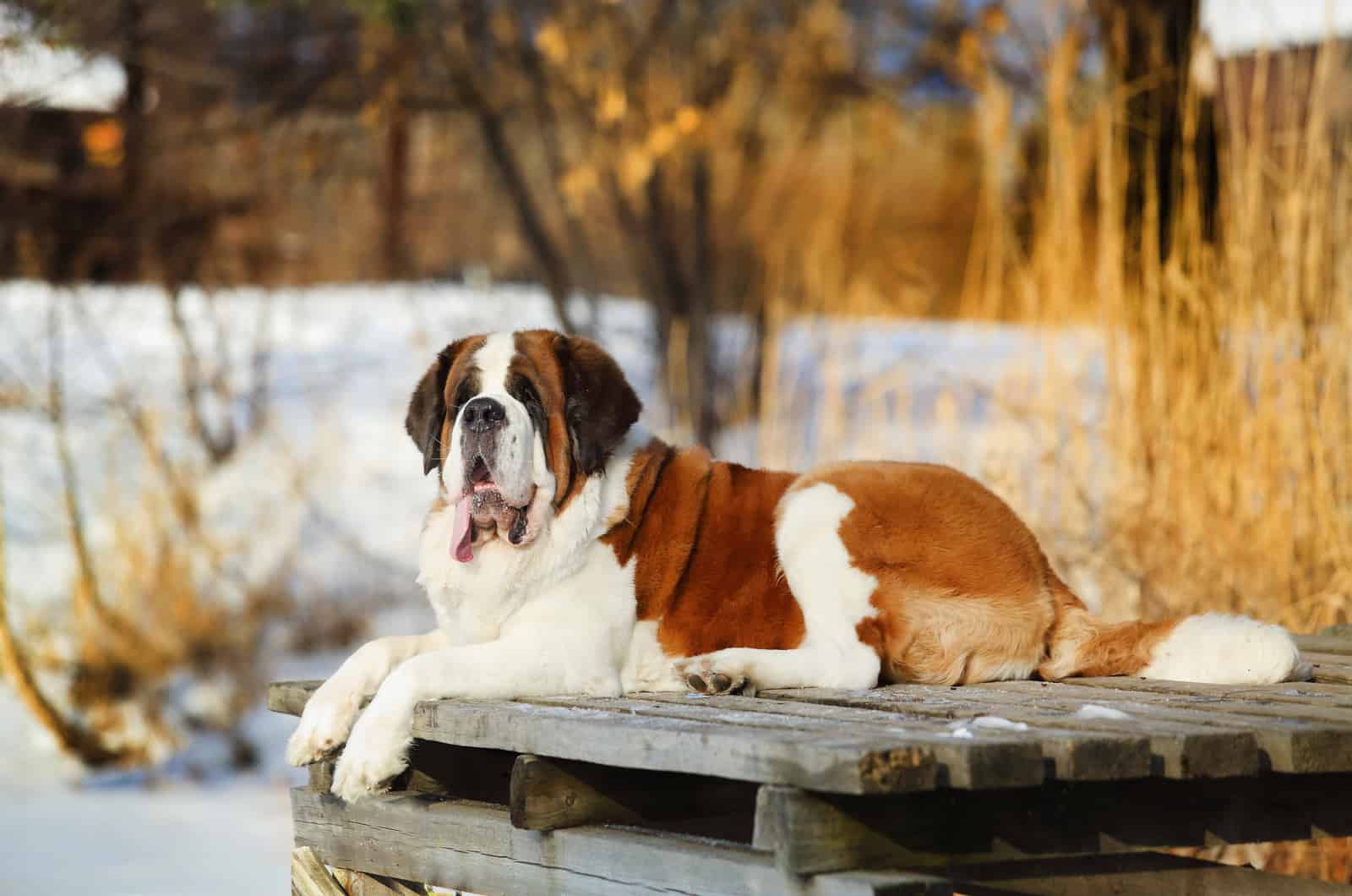 adult saint bernard dog