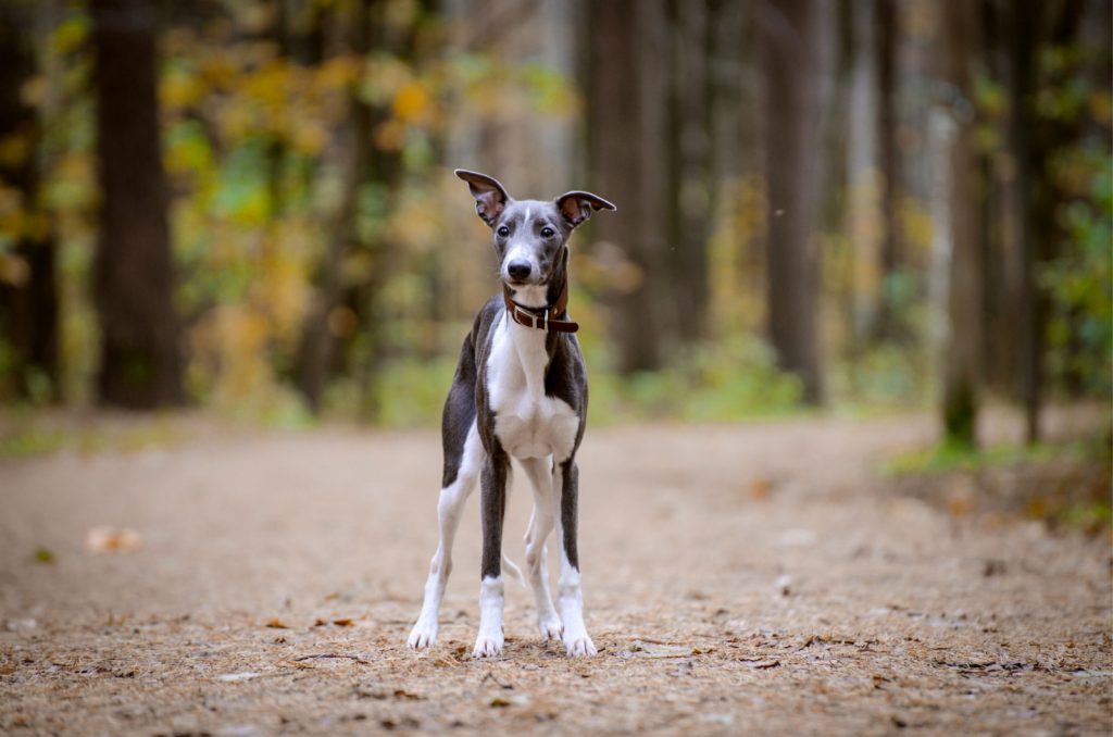 adult whippet