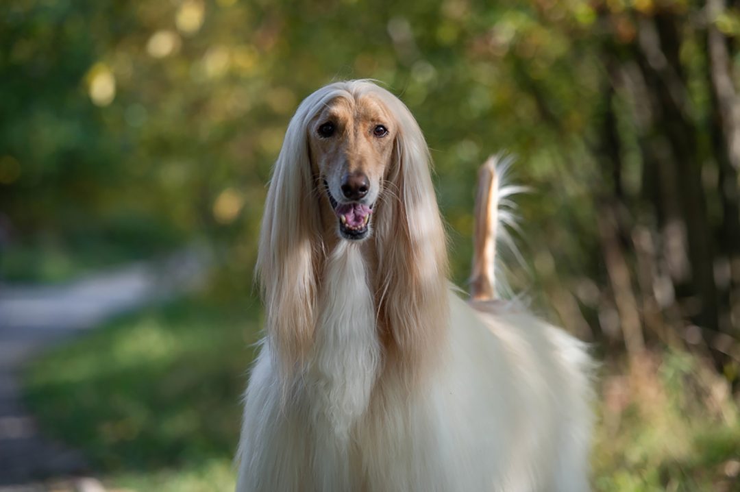 Gallery Detail: 25 Big Hypoallergenic Dogs Going Big Against Allergies