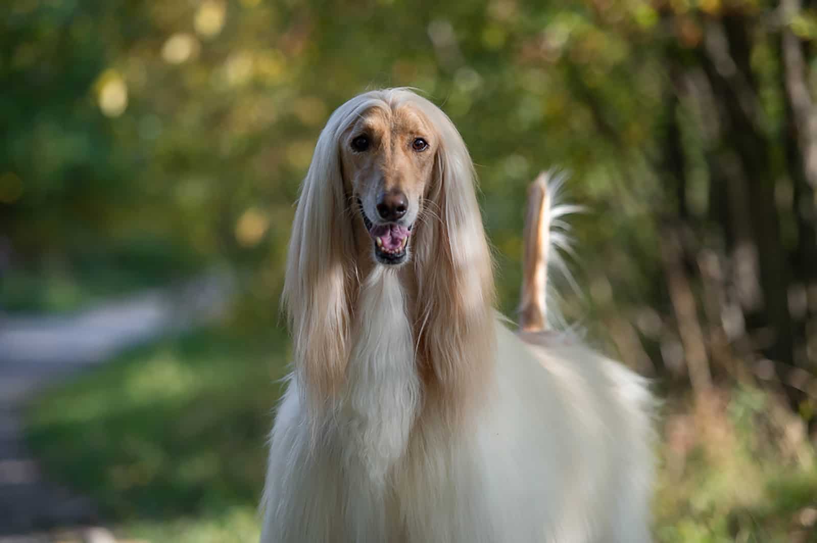 afghan hound dog in the park
