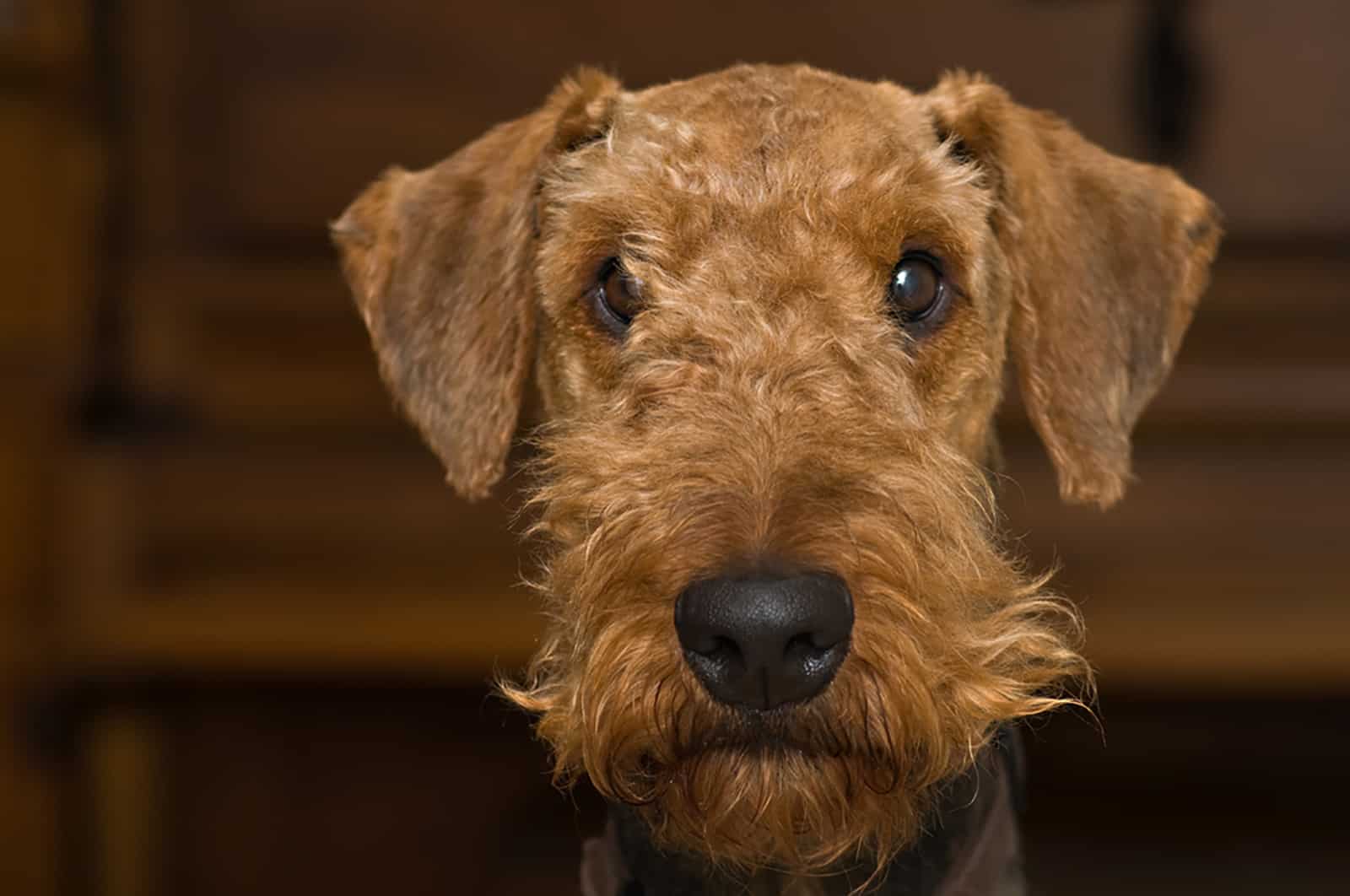 airedale terrier indoors